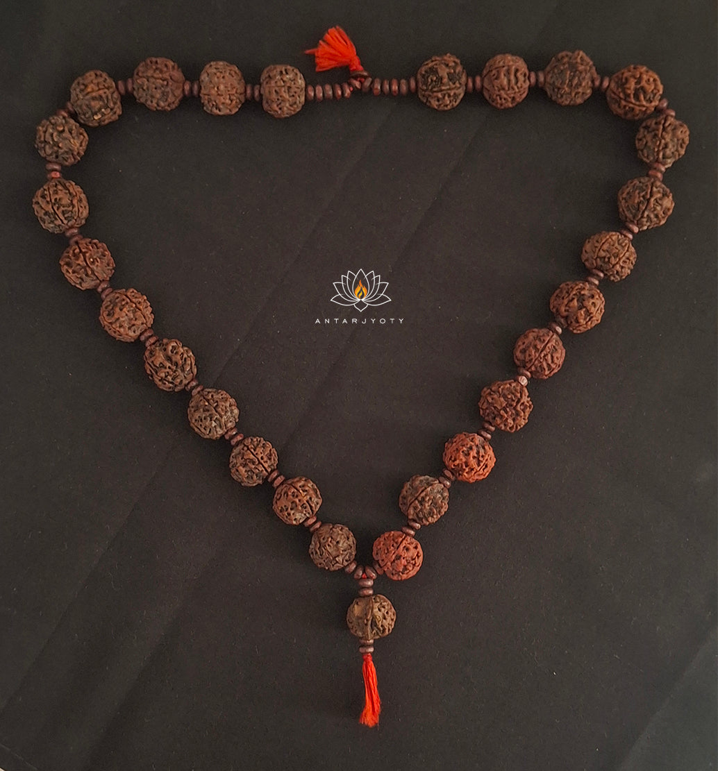 Ganesh Mukhi Rudraksha in 5 Mukhi Rudraksha Mala