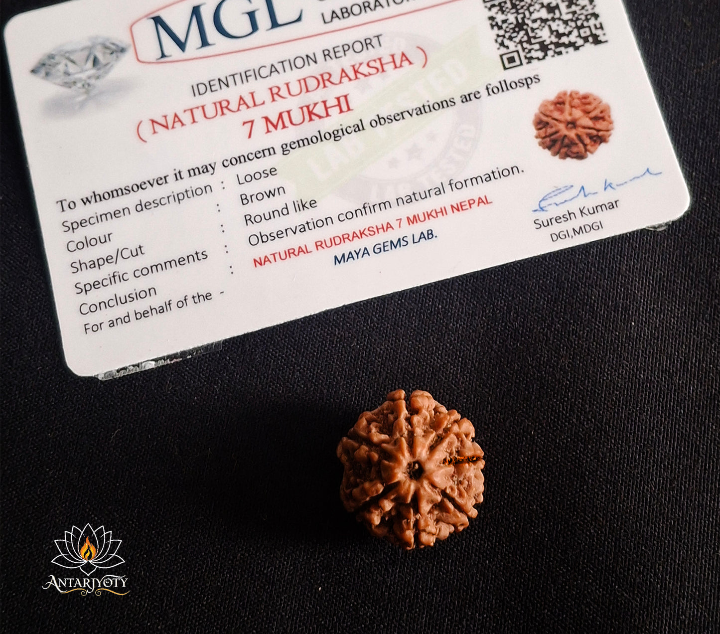 7 Mukhi Rudraksha Bead with Certification
