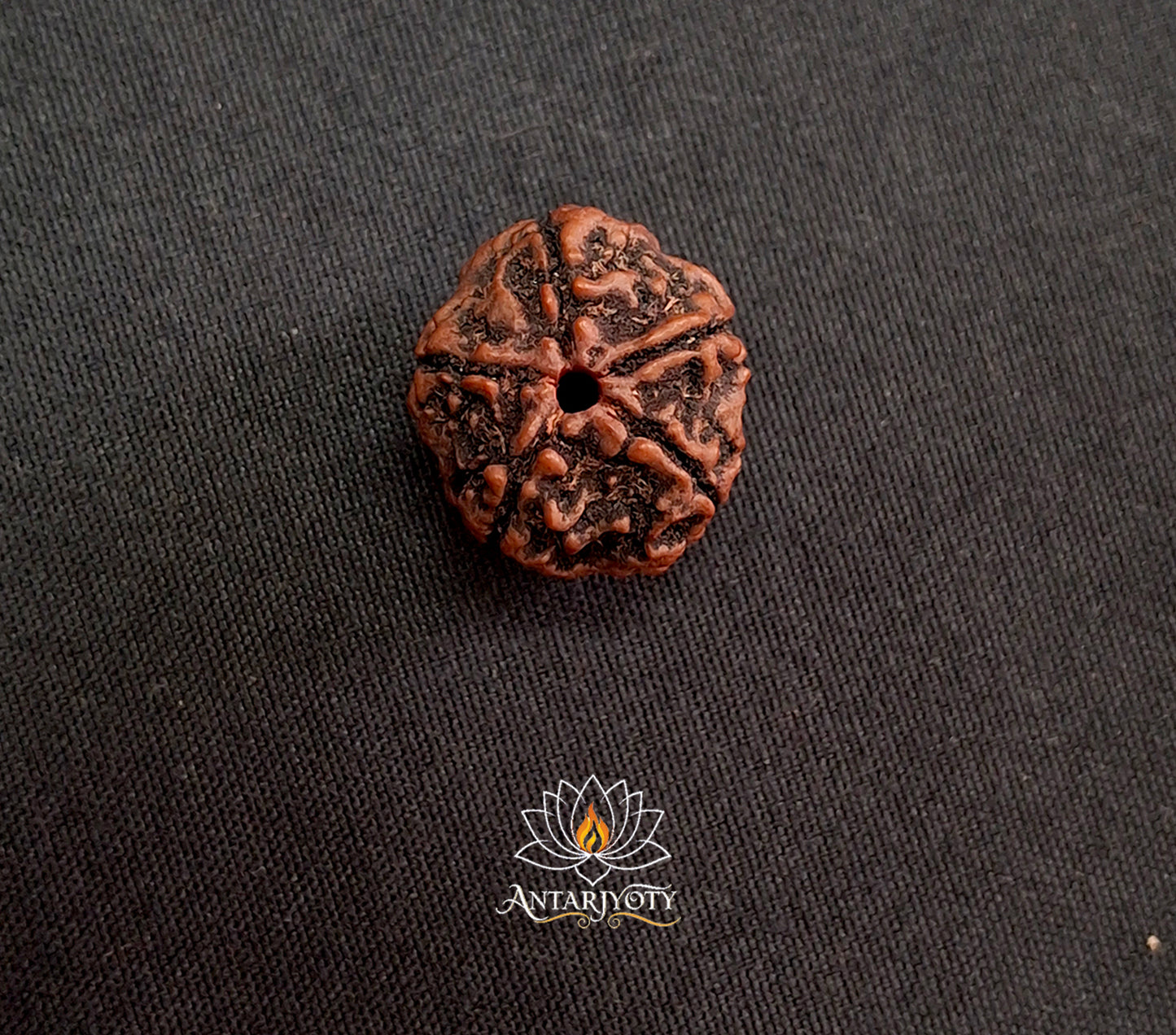 5 Mukhi Rudraksha Bead