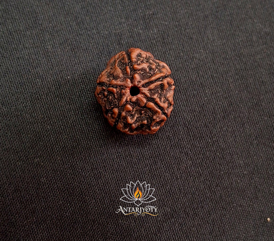 5 Mukhi Rudraksha Bead
