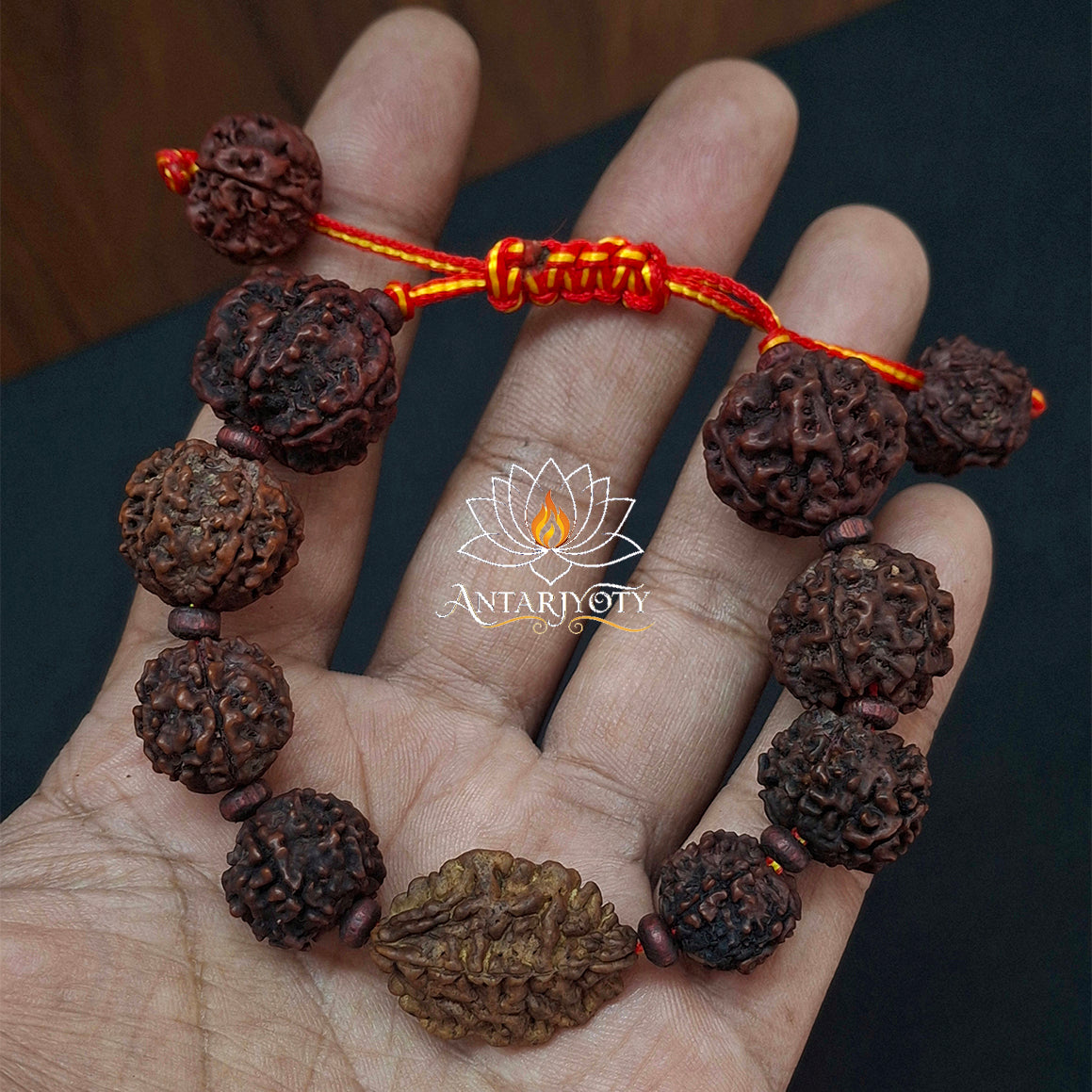 2 Mukhi Rudraksha with 5 Mukhi Rudraksha Bracelet