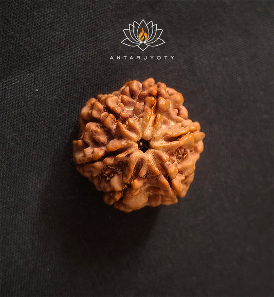 6 Mukhi Rudraksha Bead