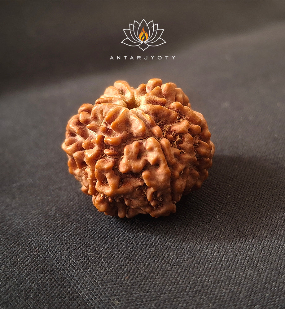 6 Mukhi Rudraksha Bead