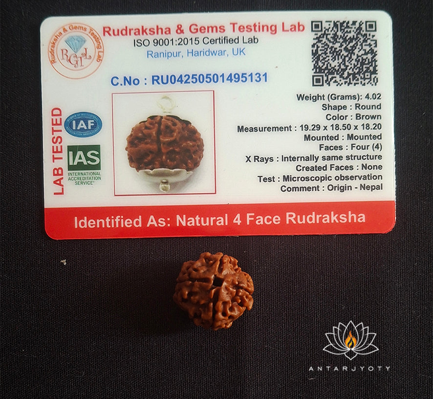 4 Mukhi Rudraksha Bead With Certification