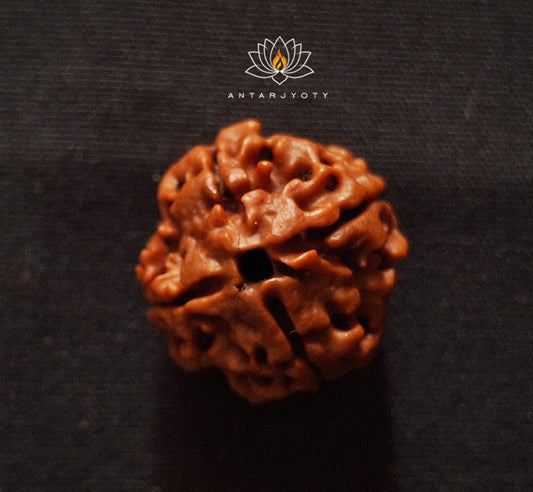 4 Mukhi Rudraksha Bead With Certification