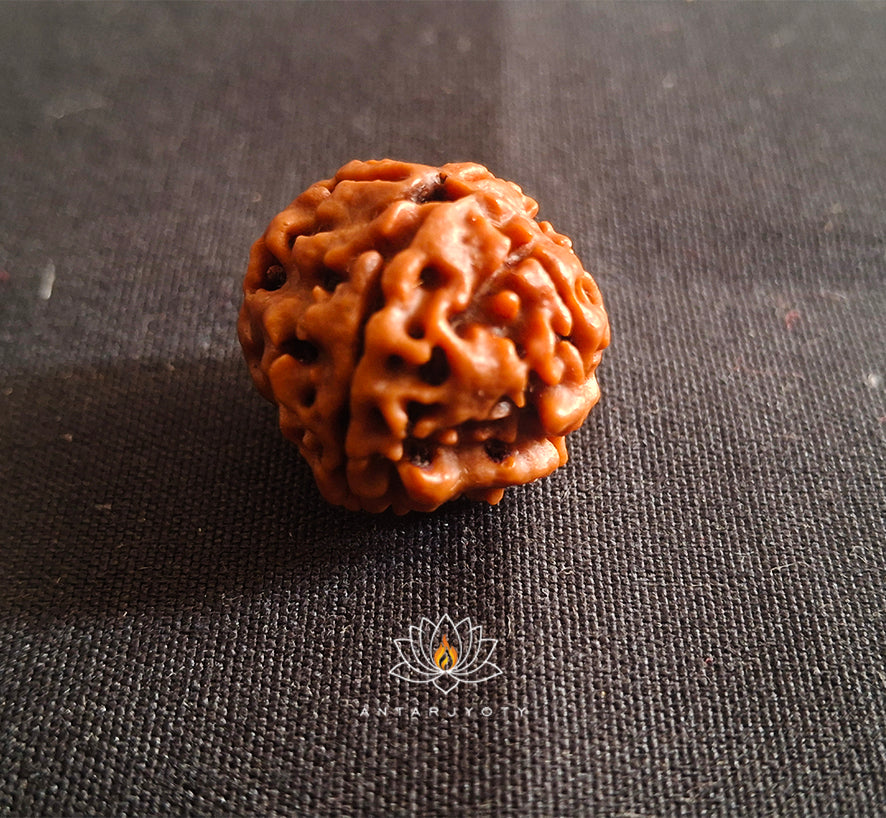 4 Mukhi Rudraksha Bead With Certification