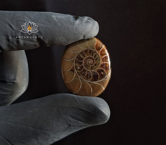 Ammonite FossilNatural Rare Cabochon