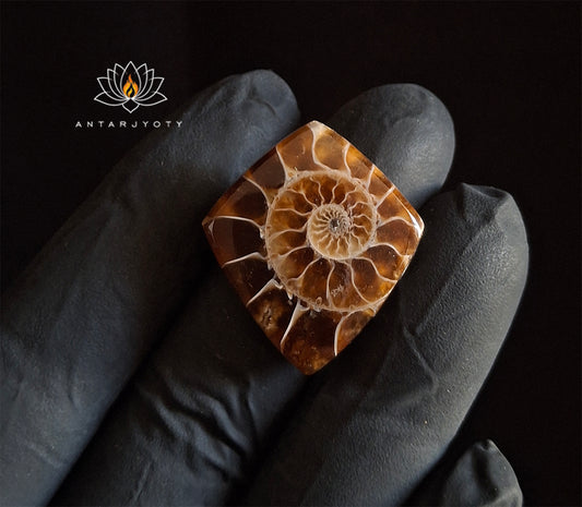 Rare Ammonite Fossil Cabochon