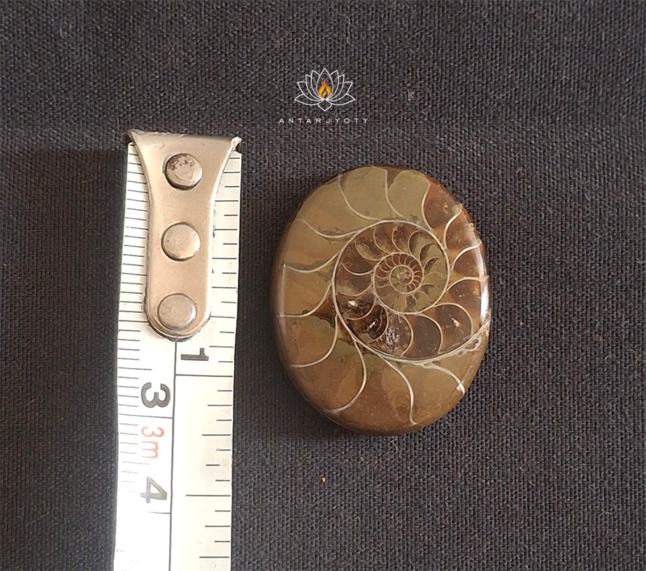 Ammonite FossilNatural Rare Cabochon
