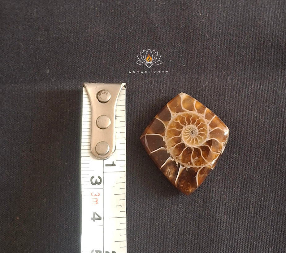 Rare Ammonite Fossil Cabochon