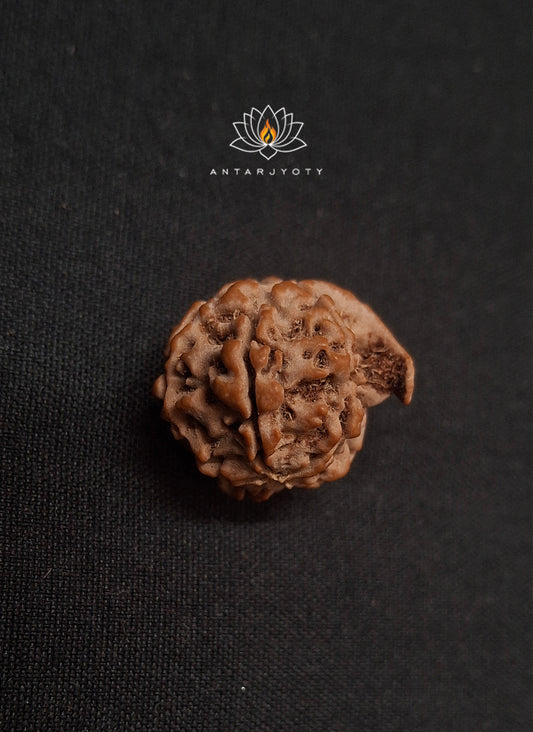 Ganesh Mukhi Rudraksha