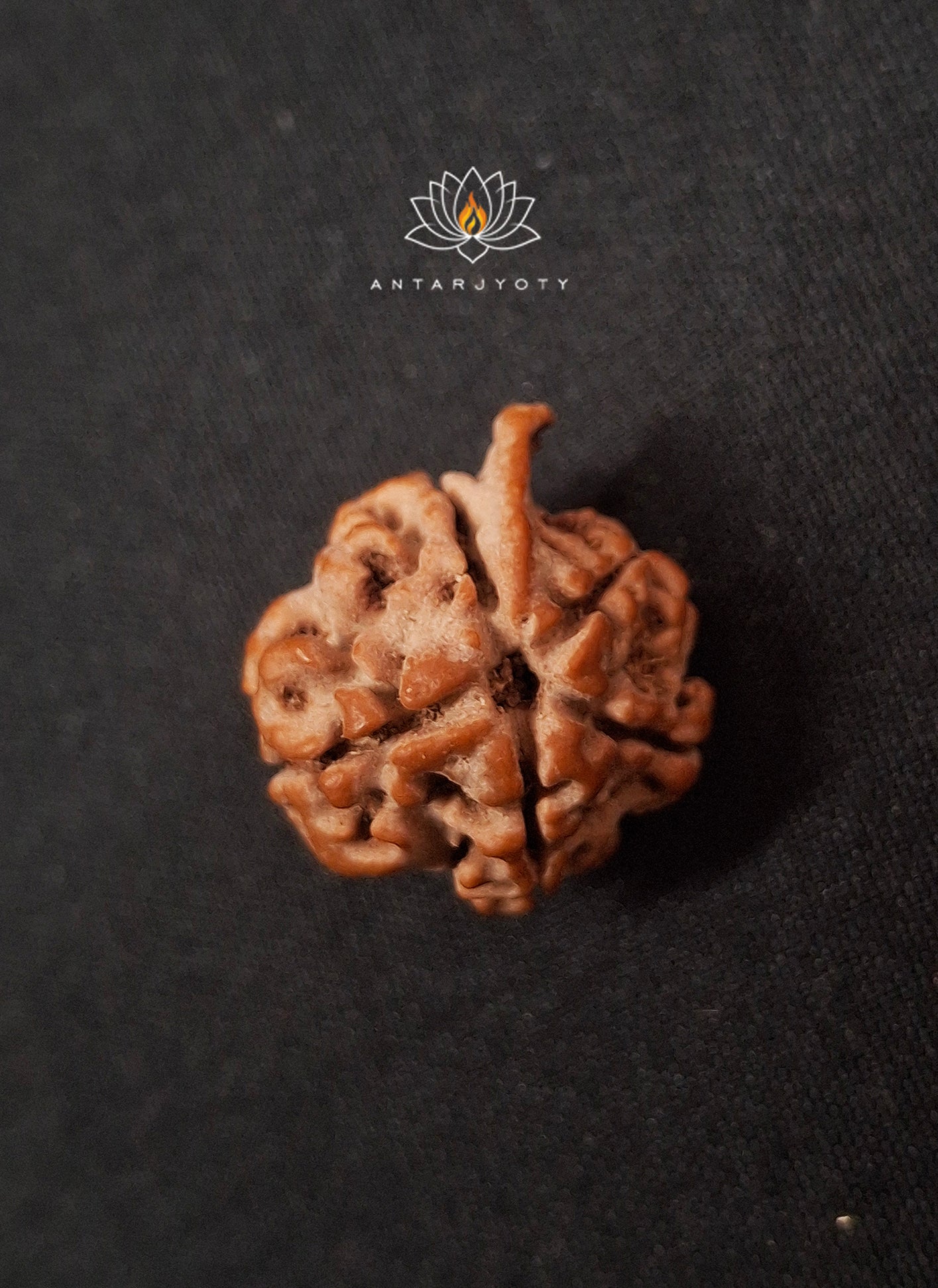 Ganesh Mukhi Rudraksha