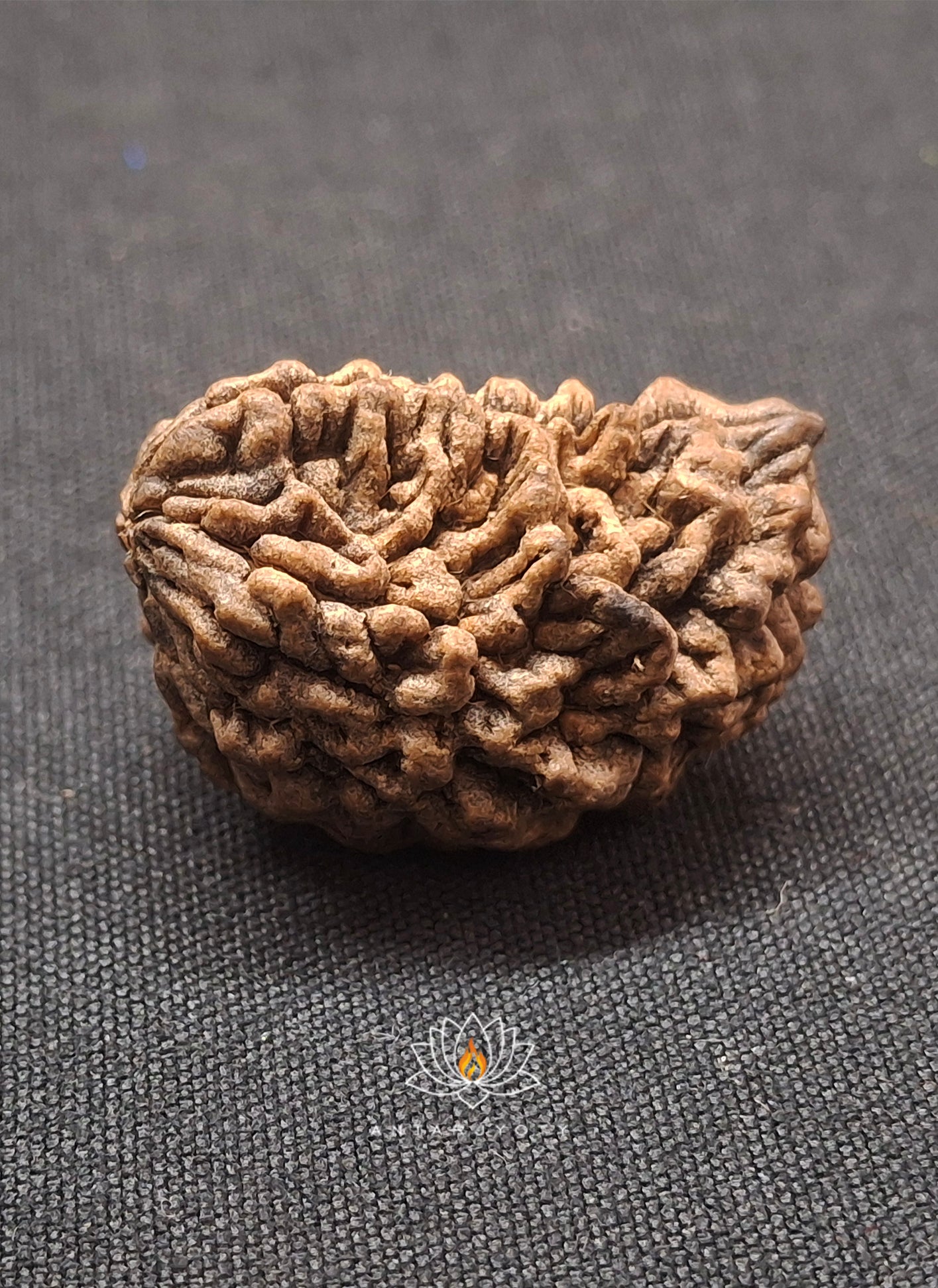 1 Mukhi Rudraksha