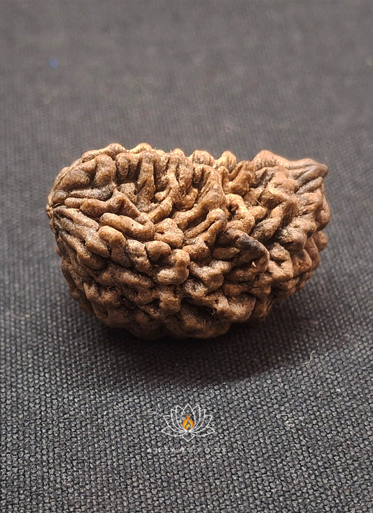 1 Mukhi Rudraksha