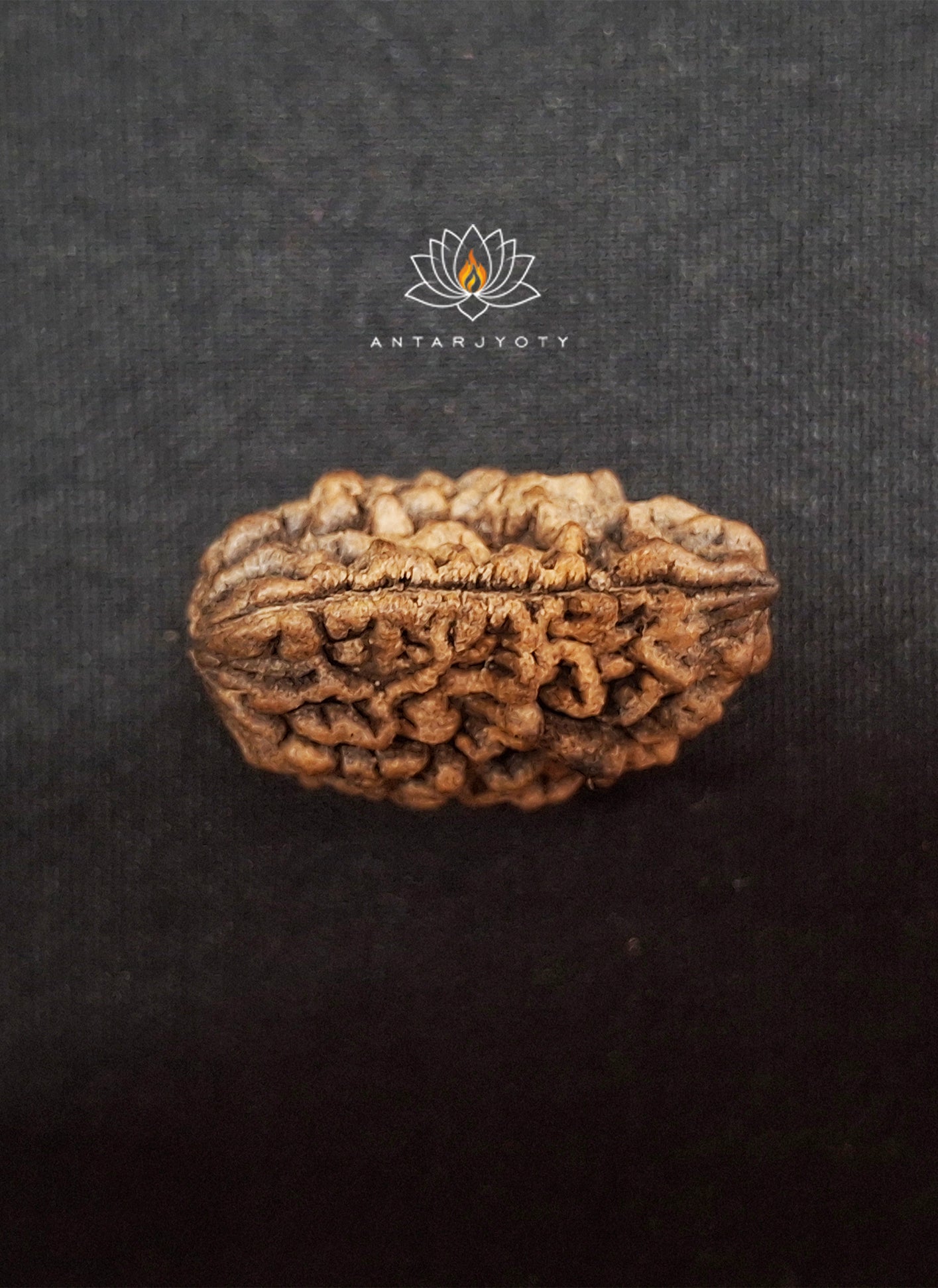 1 Mukhi Rudraksha