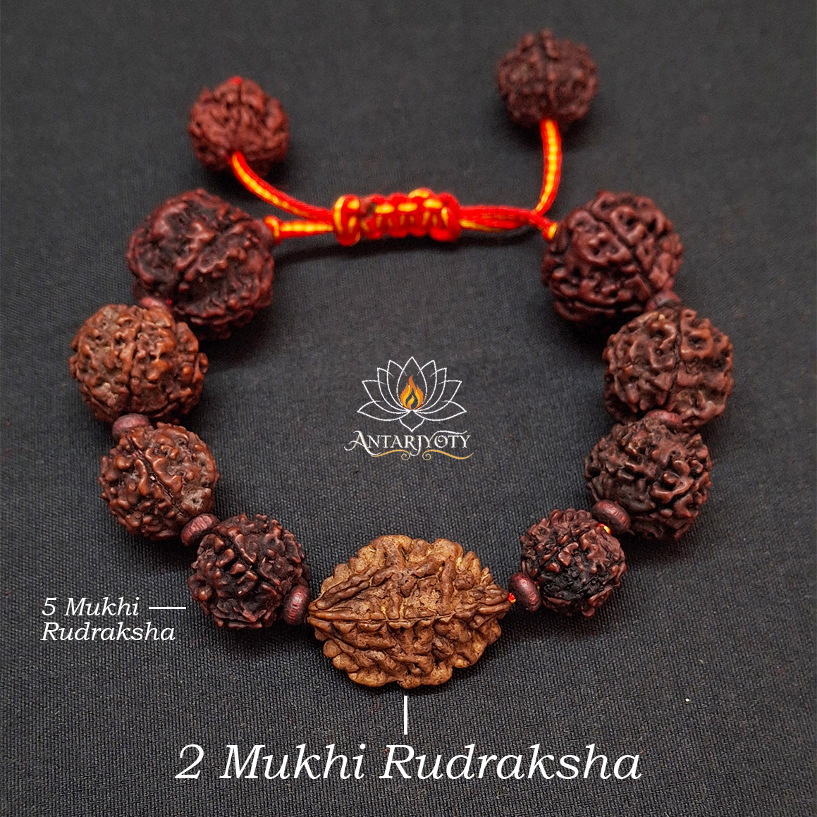 2 Mukhi Rudraksha with 5 Mukhi Rudraksha Bracelet