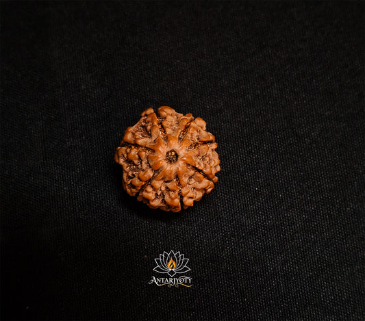 7 Mukhi Rudraksha Bead with Certification